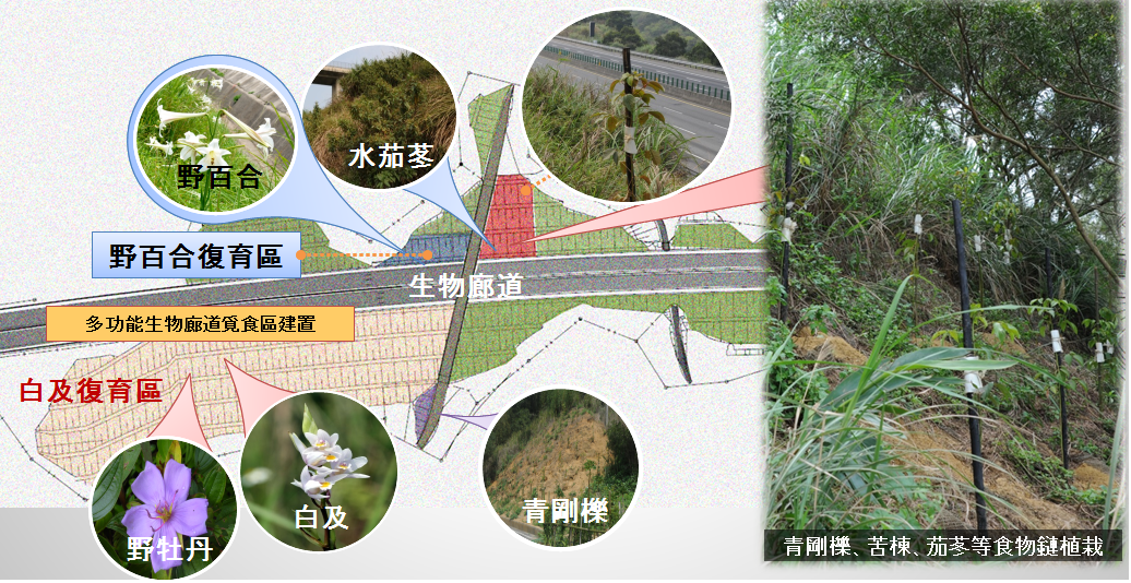 多功能生物廊道覓食區建置