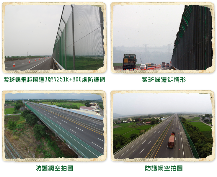 紫斑蝶飛越國道3號N251k+800處防護網、紫斑蝶遷徙情形、防護網空拍圖