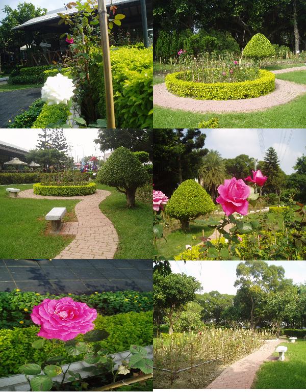 中壢玫瑰後花園