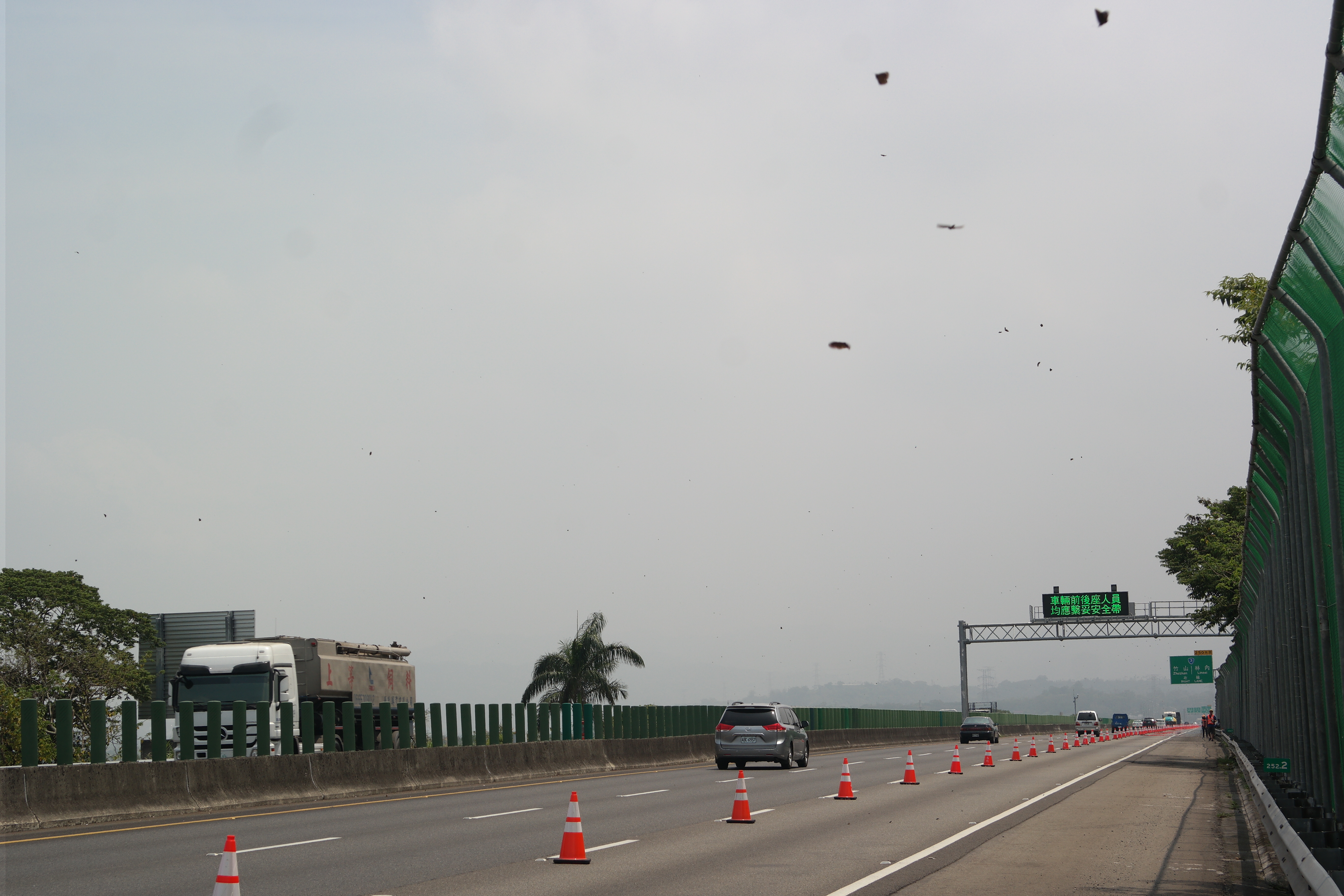 每分鐘蝶量高於300隻封閉外側車道