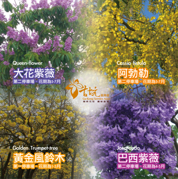 喬灌木
