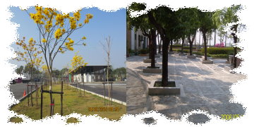 黃花風鈴木