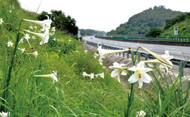 100年度台灣百合盛花期(6~8月)