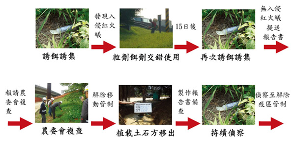 圖4 本計畫紅火蟻防治流程