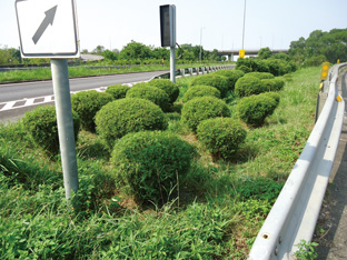 國道3號竹山交流道北上匝道入口意象(3)-【鳳凰竹】
