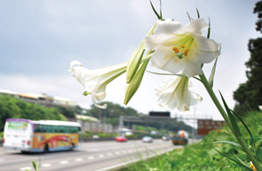 台灣百合(學名:Lilium formosanum)為百合屬多年生的被子植物,花冠呈現六角形喇叭狀,葉子呈線狀披針形排列,莖細長直挺。
