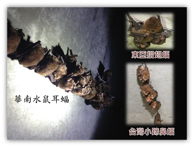 國道5號箱涵內蝙蝠種類