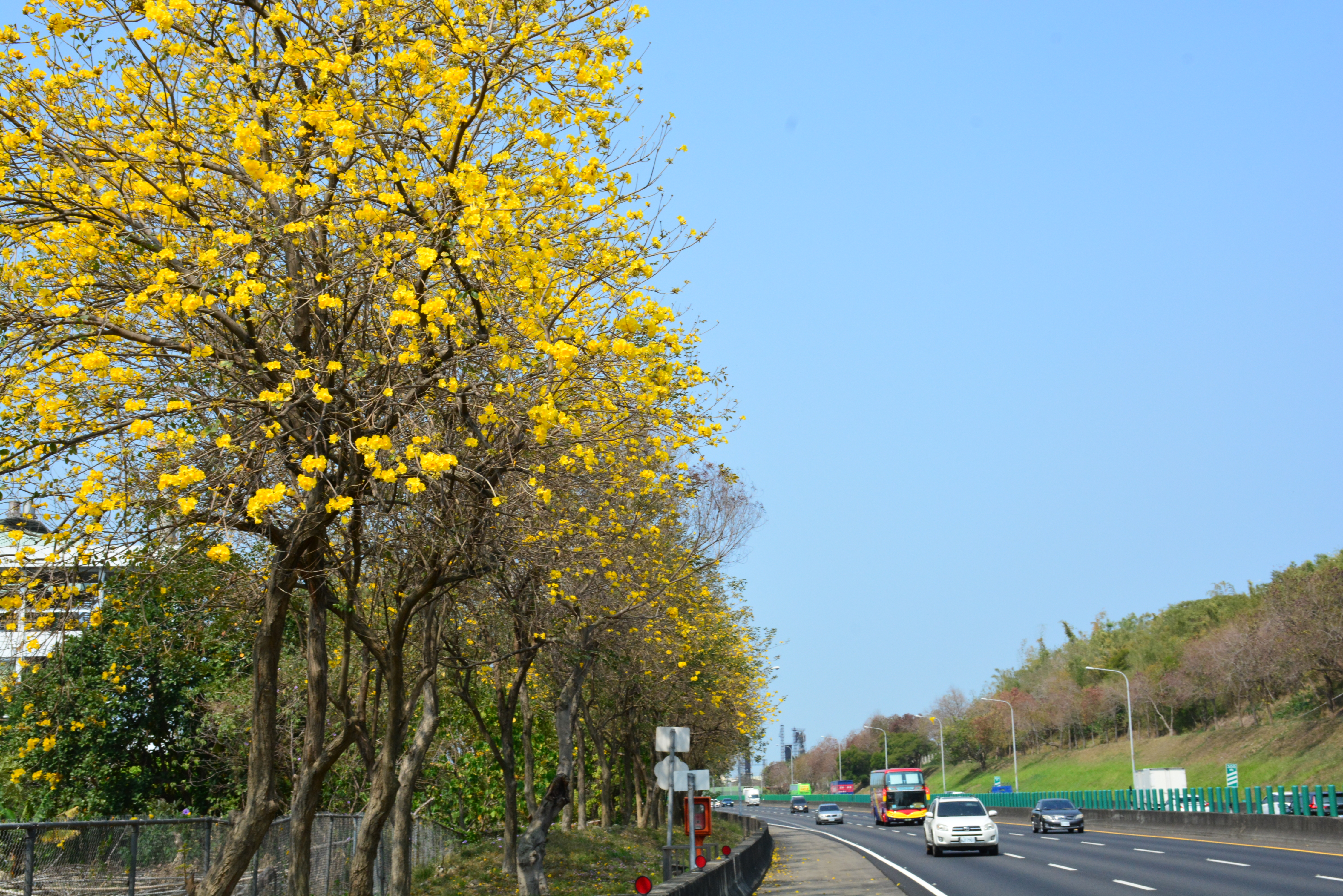 交通部高速公路局 高速公路局中文版 主題宣導 國道景觀之美 花之饗宴 高速公路四季花況 王田交流道黃金風鈴木染了一頭金 髮 王田交流道黃金風鈴木染了一頭金髮