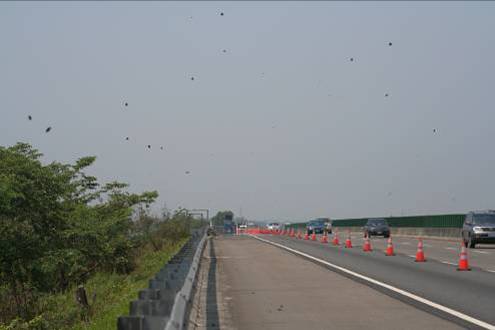97年3月25日紫斑蝶每分鐘約1000隻飛越防護網故封閉外側車道