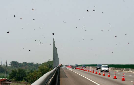 97年03月25日紫斑蝶每分鐘約1000隻通過防護網故實施交通管制