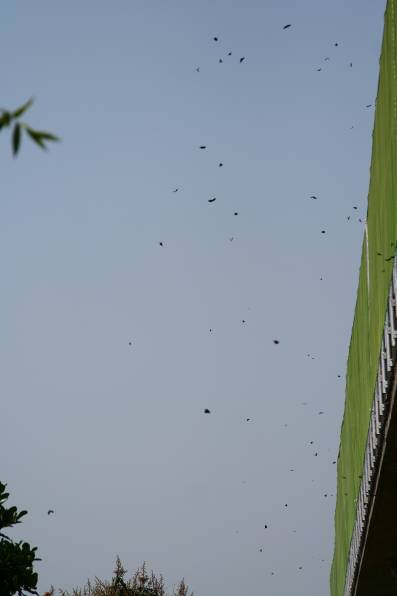 97年3月27日雲林林內觸口水利站紫斑蝶每分鐘約600隻