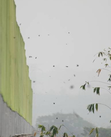 97年3月22日雲林林內觸口水利站紫斑蝶每分鐘約600隻