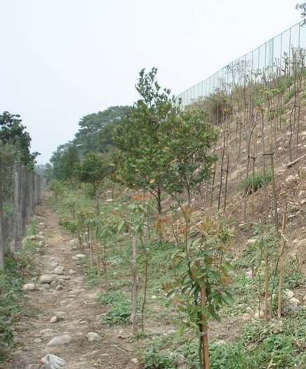 植栽種植