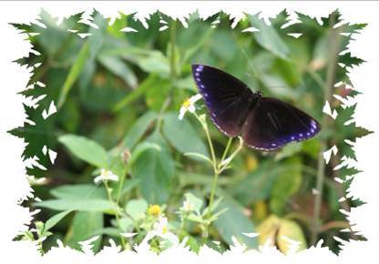 紫斑蝶越冬情形4