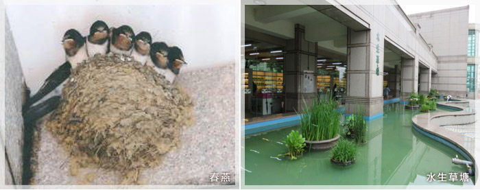 春燕、水生草塘