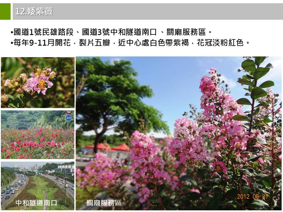 高速公路特色植物