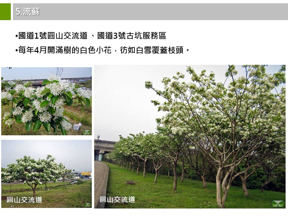 高速公路特色植物
