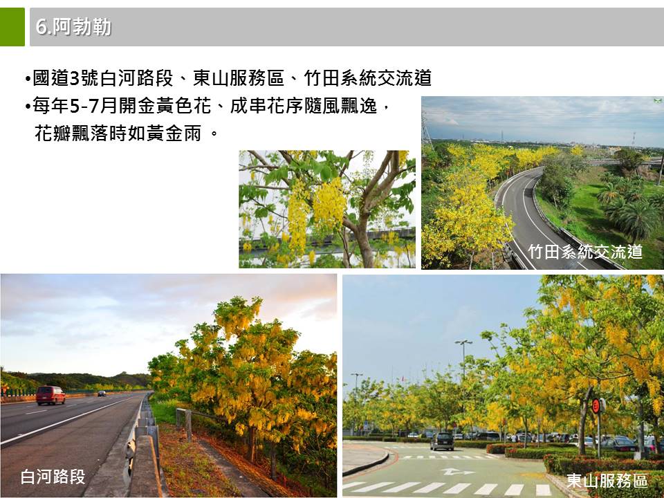 高速公路特色植物