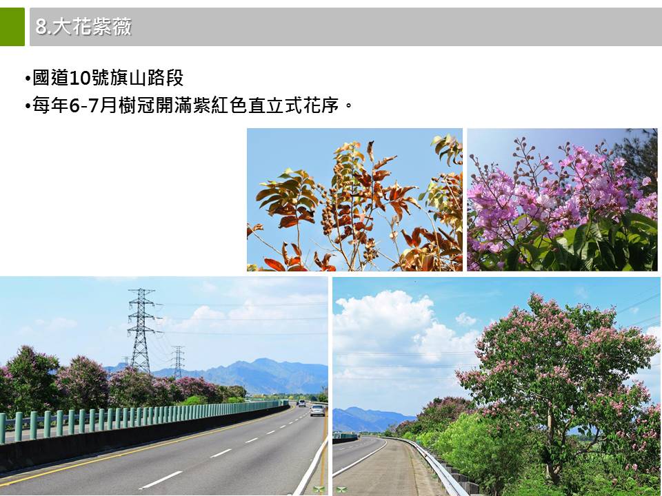 高速公路特色植物