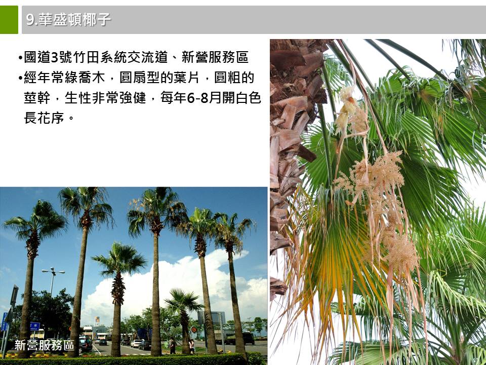 高速公路特色植物