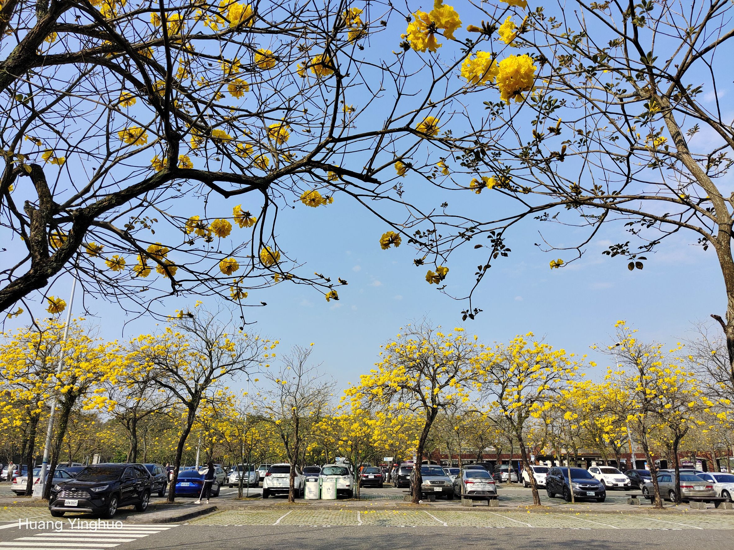 南區養護工程分局國道服務區 古坑服務區 活動剪影 古坑服務區 黃金風鈴木嬌羞綻放