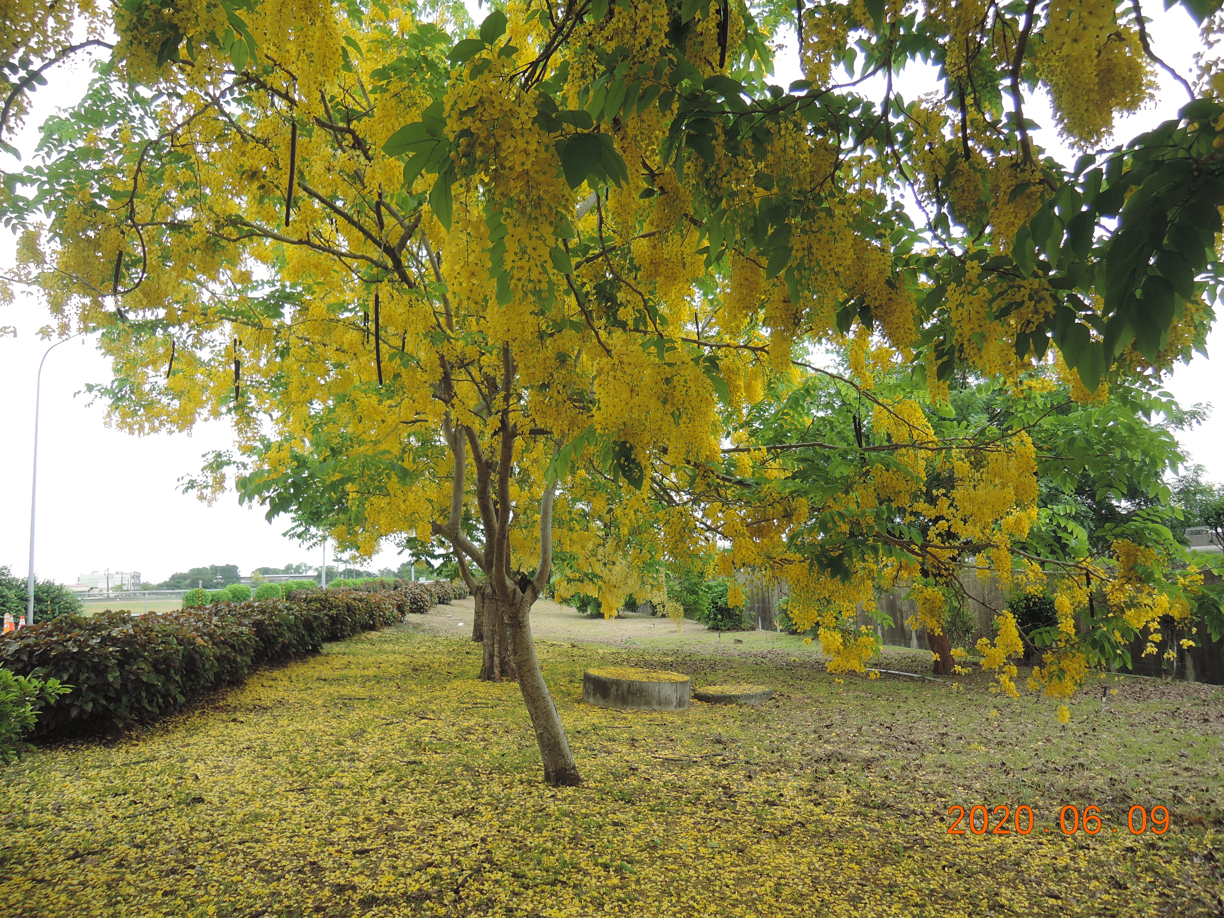 南區養護工程分局國道服務區 新營服務區 全區導覽 本區特色 新營服務區公園景觀