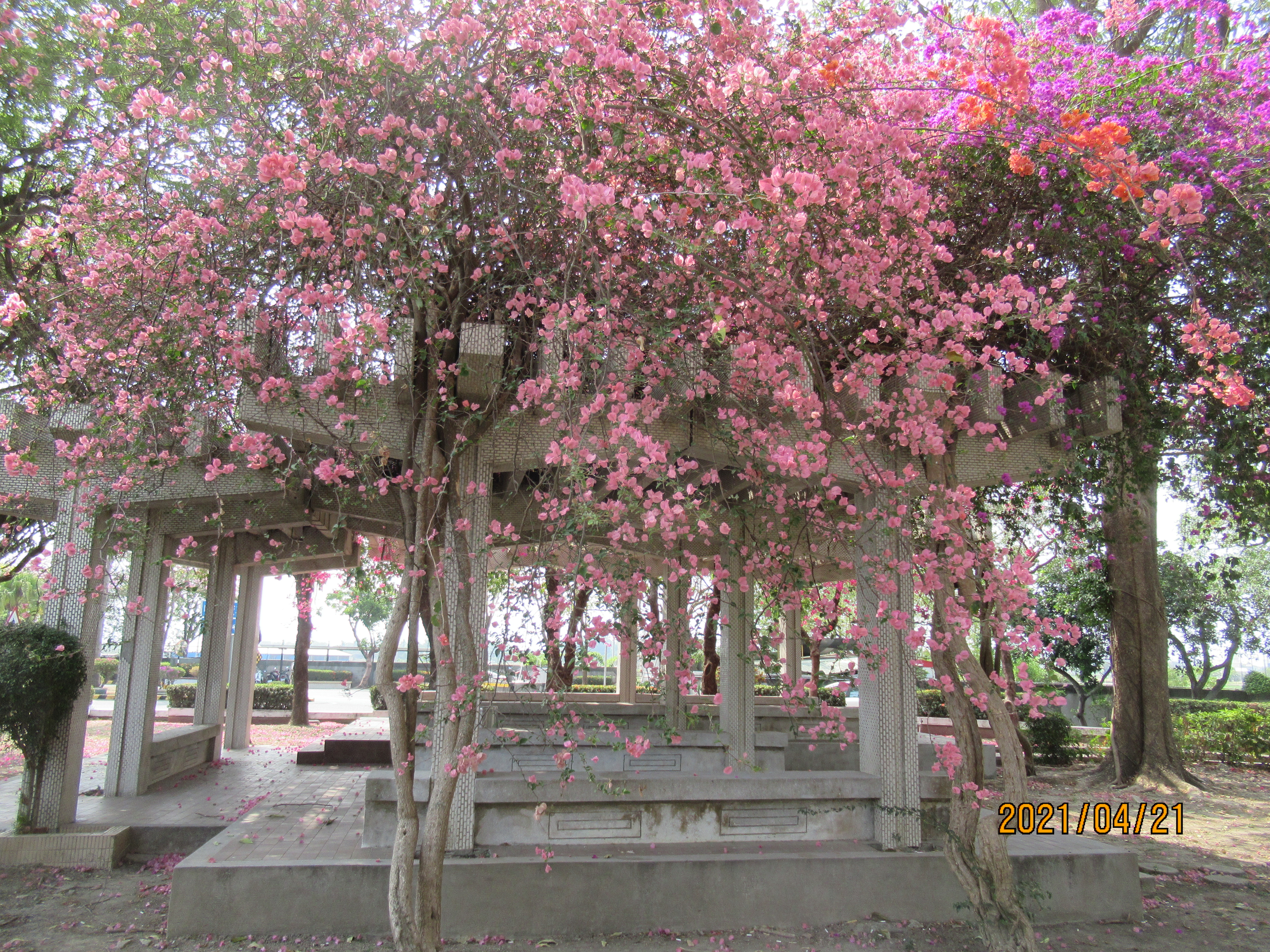 公園樹木