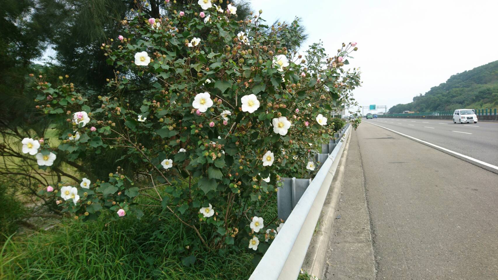 國道3號121k+100～123k+600路段兩側山芙蓉盛開景況