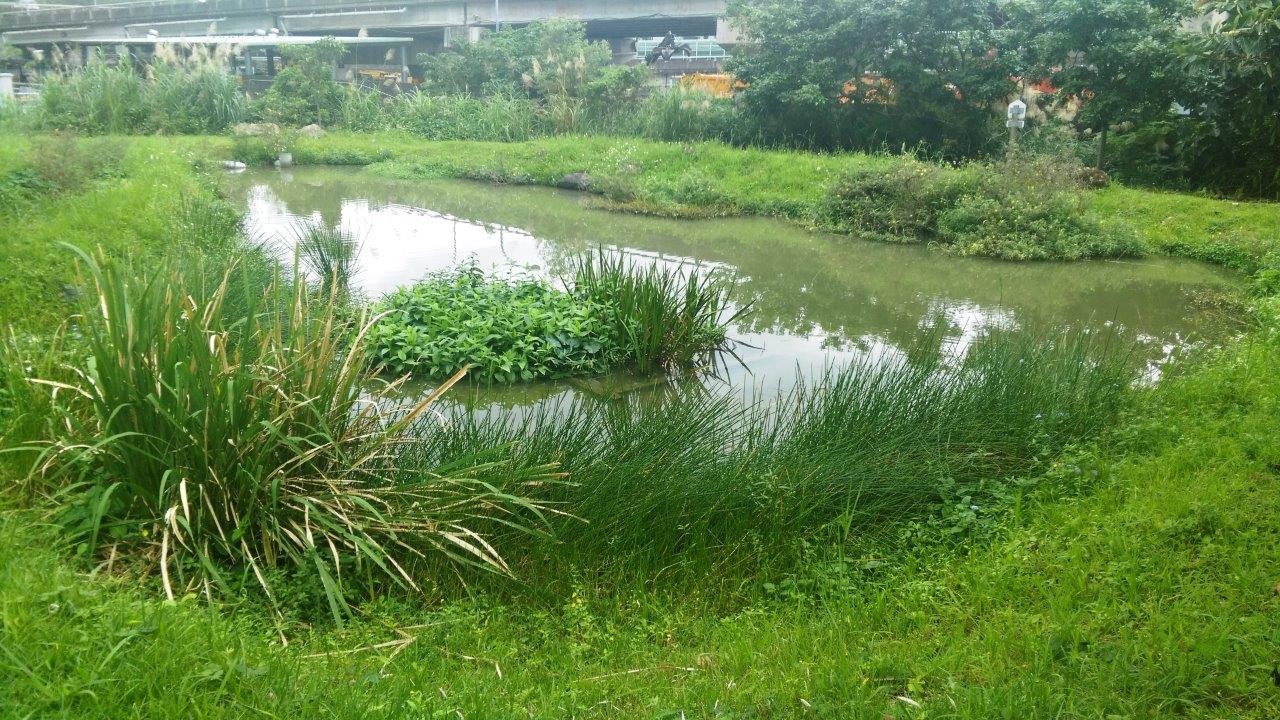 新北市政府環境保護局（認養國道3號中和交流道環道內綠地）