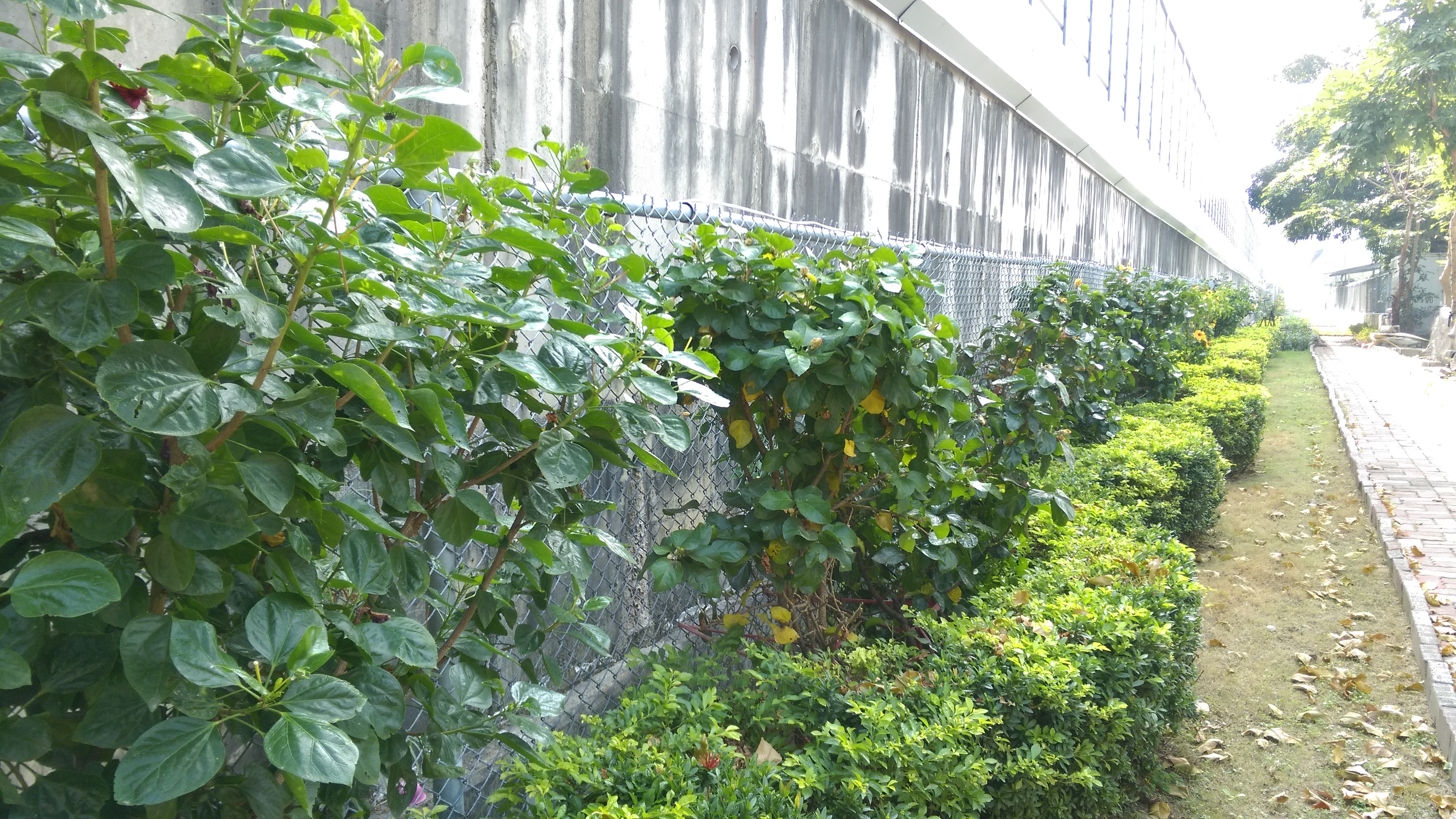 新北市三重區順德里辦公處（認養國道1號北上橋下邊坡仁興街至環河北路間）