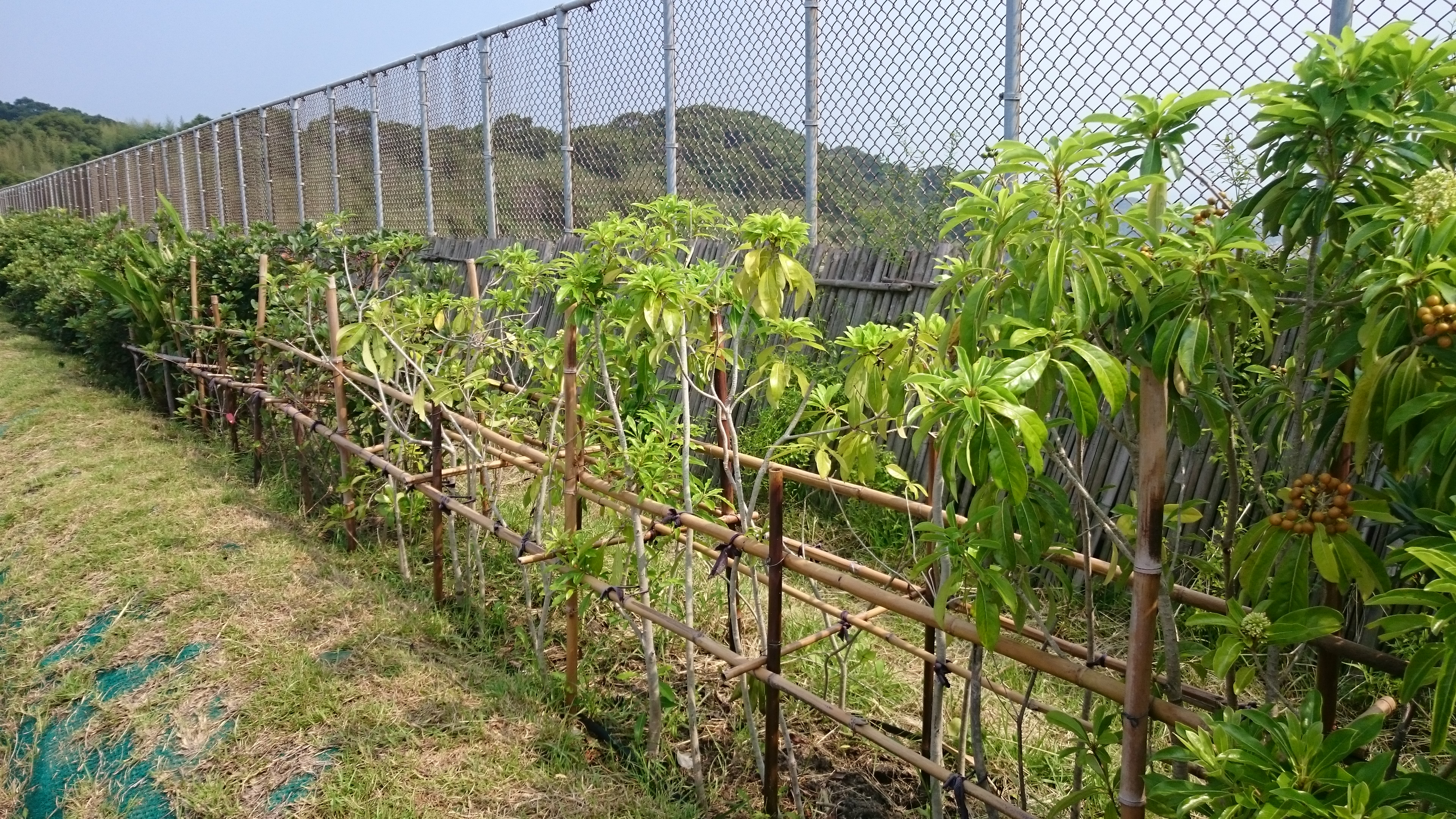 國道3號通霄1號跨越橋生物廊道